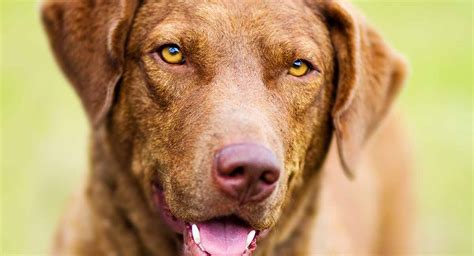 They are akc registered and make wonderful family pets because of their friendly temperments. Chesapeake Bay Retriever And Poodle Mix - Cute of Animals
