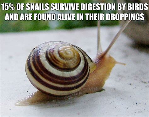 22 Disturbing Facts You Might Regret Knowing Snail Facts Snail Facts