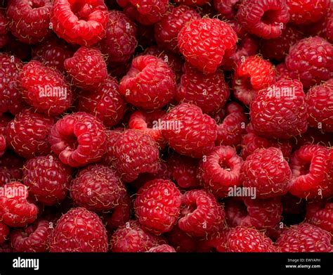 Raspberry Fruit Background Stock Photo Alamy