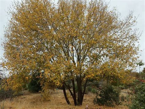 7 Usda Zone 9 Maple Trees Heat Tolerant Varieties