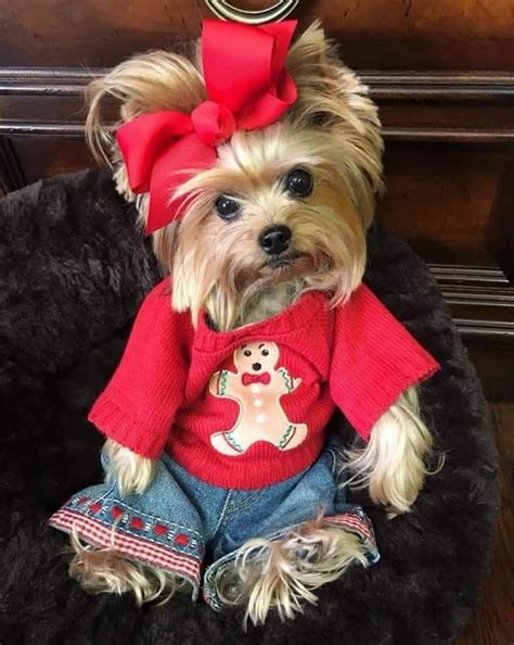 Pin By Marsha Rothman On Too Cute Yorkie Puppy Clothes Teacup Yorkie