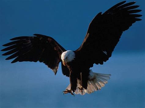 3 218 gambar gambar gratis dari burung elang. Burung Rajawali - Burung Elang | GambarBinatang.Com