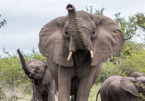 Elephant Encounter Imfolozi Park Hluhluwe Game Reserve