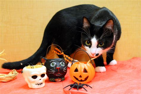 A Cat Safe Halloween is a Happy Halloween - Cat Tales