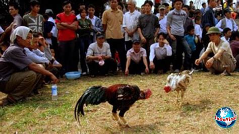 Explore tweets of sabung ayam @sabungayam2 on twitter. 4 Orang Tewas Ditembak di Lokasi Sabung Ayam Vietnam ...