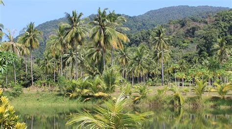 Tropical Forests May Absorb Less Greenhouse Gas As Climate Change