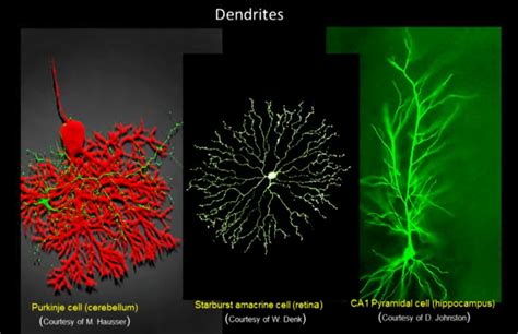 A Learners Notebook Neuron Axon Dendrite And Synapse