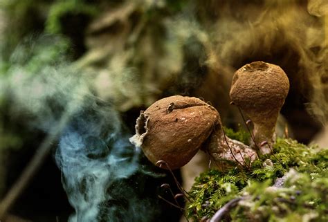 Mushroom Magic Mushrooms Releasing There Spores Carlos Andrés Reyes