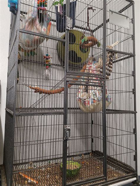 Pin by Barbara on Flying squirrel pet | Flying squirrel pet, Flying squirrel, Baby squirrel