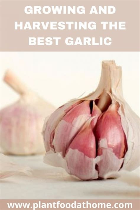 how to grow garlic growing and harvesting the best garlic hardneck garlic garlic bulb garden