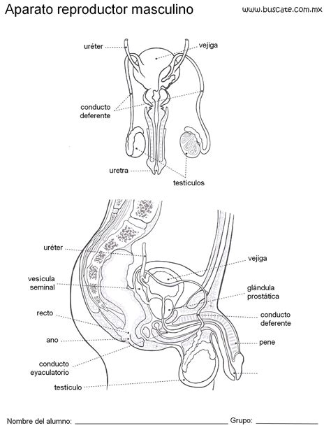 Esquema del aparato reproductor masculino con nombres de sus partes Anatomía Pinterest