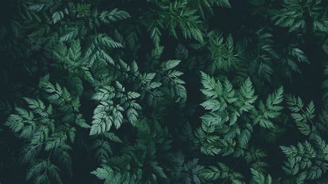 Dark Green Leaf Wallpapers Top Free Dark Green Leaf Backgrounds