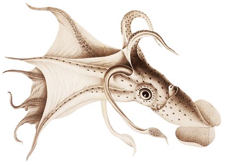 Gray octopus , tentacle octopus drawing sticker, tentacles transparent background png clipart. Octopus Clipart