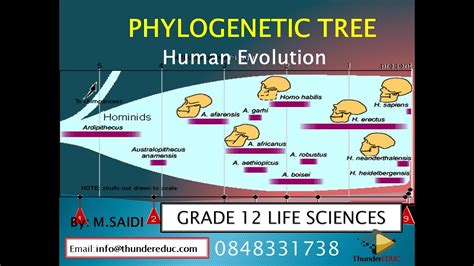 Human Evolution Tree