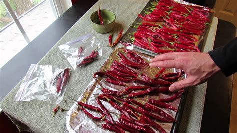 Harvesting Hot Cayenne Peppers For Drying And How To Dehydrate Them Trg