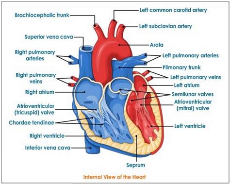 Real Heart Human Heart Clipart Labeled Letters Example Wikiclipart