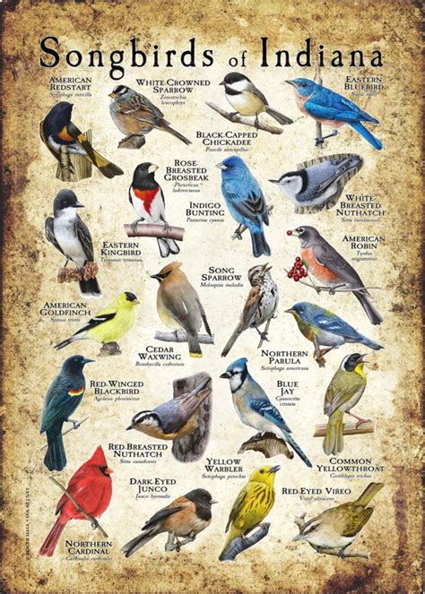 Songbirds Of Indiana Poster Print