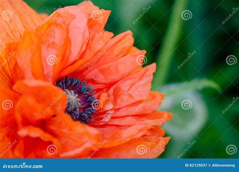 Red Poppy Close Macro Shot Flower Papaver Rhoeas Stock Image Image Of