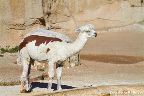 Zoo De La Palmyre Venez Découvrir Les Alpagas