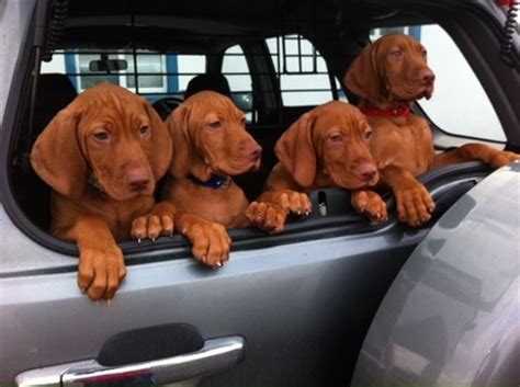 Our puppies come with a written sales agreement between dallas vizslas and the puppy. Risley Vizsla - www.risleyshowdogs.net