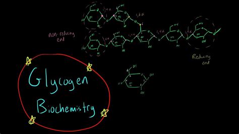 Glycogen Biochemistry Everything You Need To Know