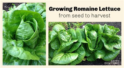 Growing Romaine Lettuce A Guide From Seed To Harvest