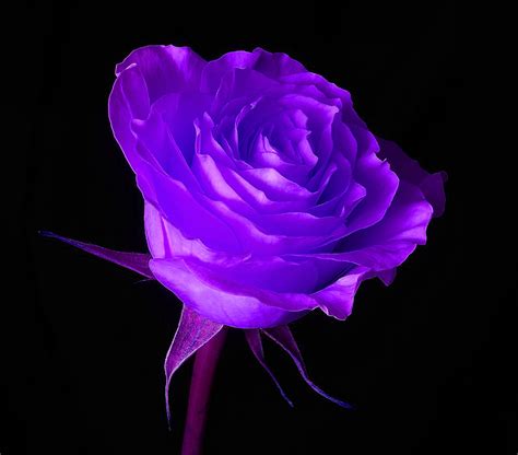 Flower Wallpapers Flower Pictures Red Rose Flowers Ts Purple