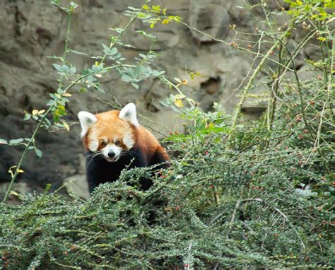 Red Panda In Tree Stock Image Image Of Cute Lesser 154867315