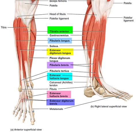 Names Of Muscles In Leg Muscle Lower Leg And Foot One Example Of