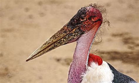 Ugliest Bird Ive Ever Seen Serengeti National Park Serengeti