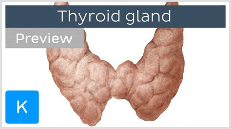 Thyroid Gland Cells Tissues Labeled Diagram Preview Human