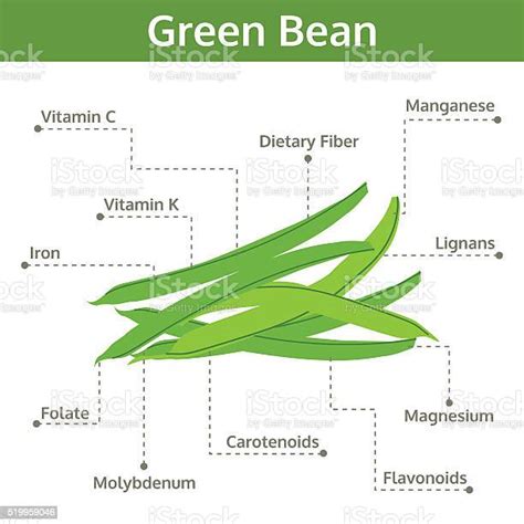 Green Bean Nutrient Of Facts And Health Benefits Info Graphic Stock
