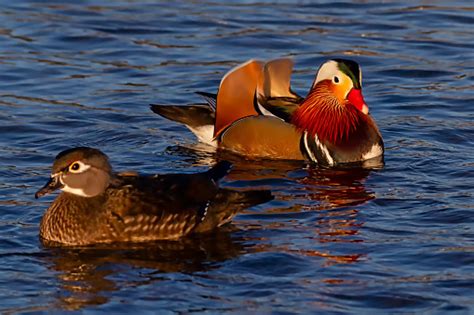 Couple mandarin duck sculpture fine handmade boxwood wood handicraft. Closeup Male Mandarin Duck And Female Wood Duck Swimming ...