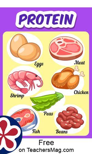 Protein One Will See On The Protein Poster Such Items As Eggs Chicken