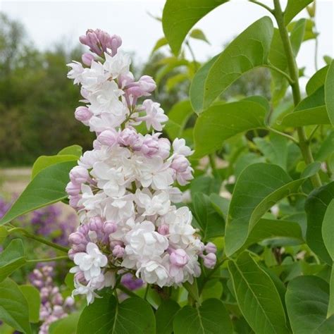 Beauty Of Moscow Lilac Bush Lilac Bushes Lilac Planting Flowers