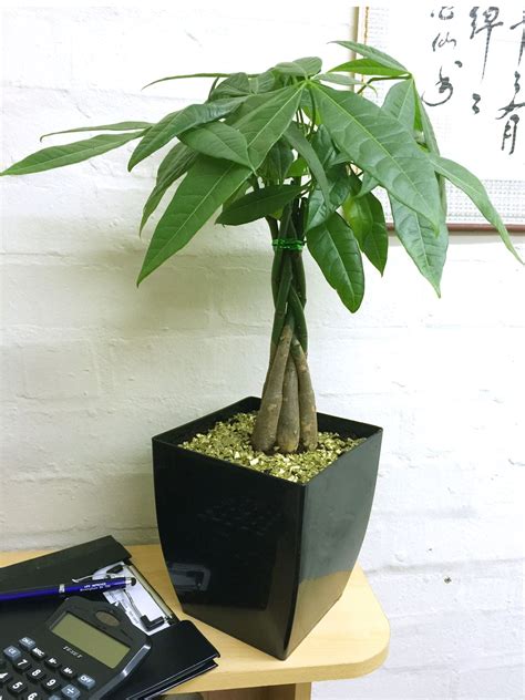 1 Pachira Aquatica Money Tree Evergreen Indoor Garden House Plant Pot