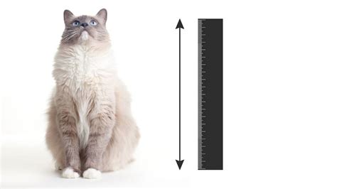 A Guide To Ragdoll Cat Size Chart Ragdoll Care