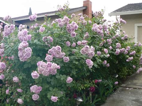 Fragrant Lavender Simplicity Hedge Rose View From Neighbors Front