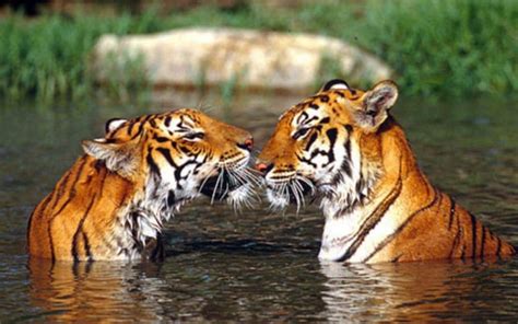 Tiger Beauty Tigers Big Cats Love Hd Wallpaper Peakpx