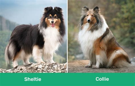 Sheltie Vs Collie Differences Explained With Pictures Dogster