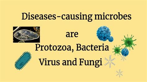 Various Diseases Causing Microbes Are Protozoa Bacteria Virusand Fungi For All Govt Exams