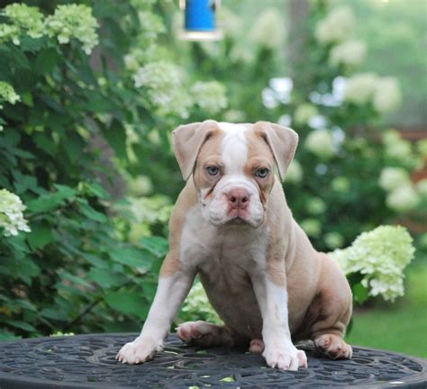 English bulldog puppies price ranges vary considerably, depending on where the puppy comes from. Meet Rascal - Olde English Bulldogge Puppy For Sale