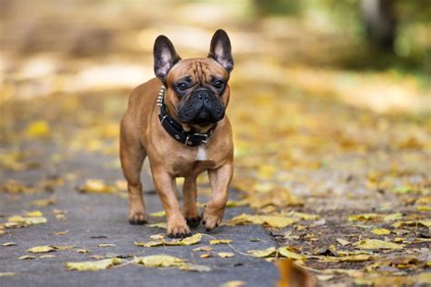 Bouledogue Français Caractéristiques Histoire Santé Magazine Zooplus