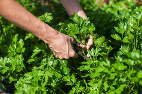Harvest Parsley Without Killing The Plant In 8 Easy Steps Green
