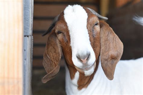 Goats | Farm Animals - Farm Sanctuary