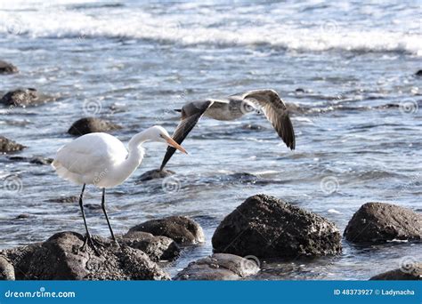 Birds At Malibu Beach Stock Image Image Of Losangeles 48373927