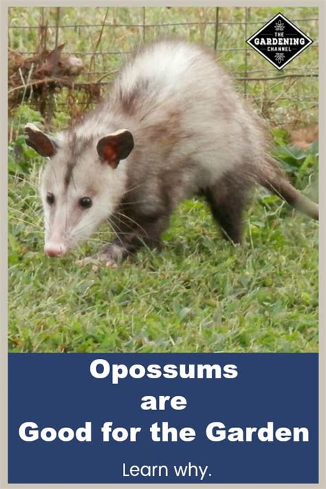 Actually Opossums Are The Good For The Garden Gardening Channel