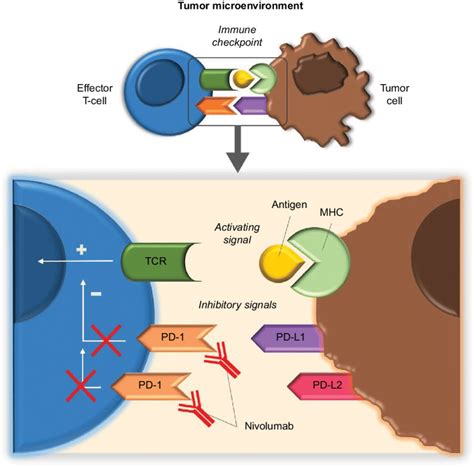 Immuno Modulatory Role Of Pd 1 Receptor And Mechanism Of Action Of