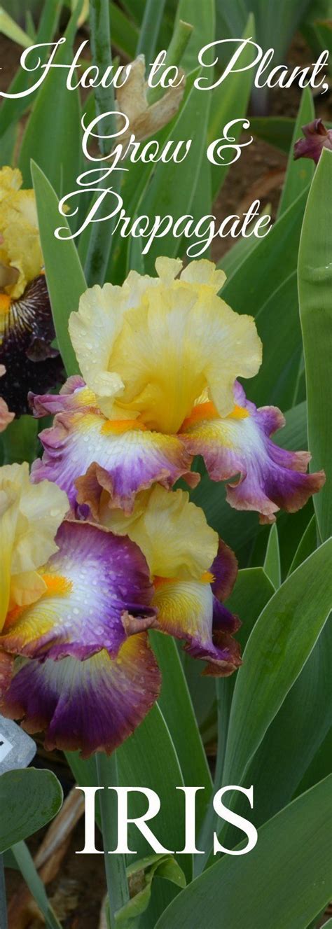 How To Plant Grow And Propagate Iris Iris Garden Flower Garden Plants
