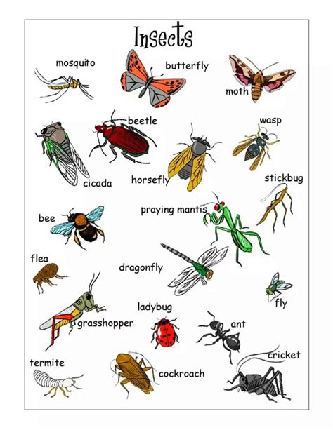 Insects Vocabulary In English Eslbuzz
